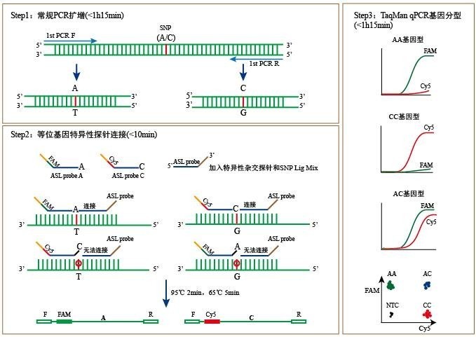 7.jpg 鸡滑液囊支原体(MS)荧光PCR试剂盒